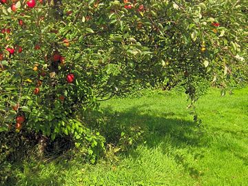 Apples growing on the site. (added by manager 16 May 2012)