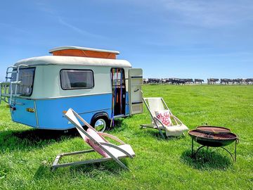 Blueberry Eriba Caravan with cows filing past the pitch