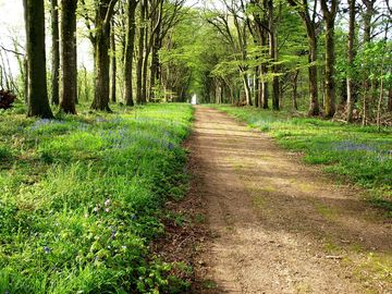 Paths lined with bluebells