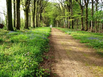 Paths lined with bluebells (added by manager 21 Mar 2017)