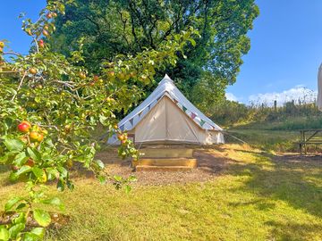Tent in by the apple trees