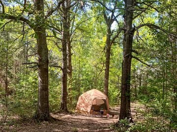 Tent in the oak grove