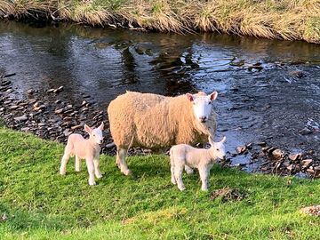 Lovely ewe with her lamb (added by manager 08 May 2023)
