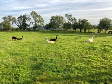 Alpacas waiting to meet camping guests