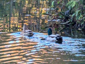 Ducks in the lake