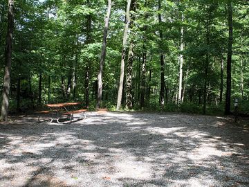 Shaded sites in the woods