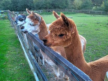 Alpacahas