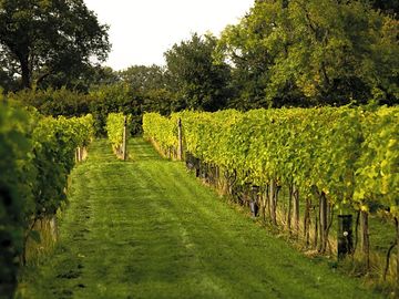 Yorkshire Heart Vineyard York North Yorkshire Pitchup