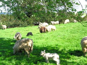 Residents