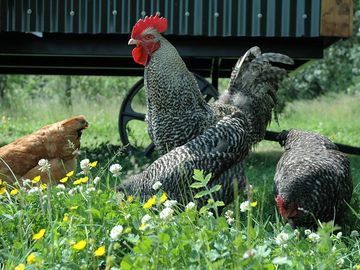 Free-range chickens