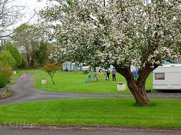 Our apple tree