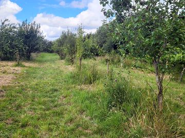 Orchard on site