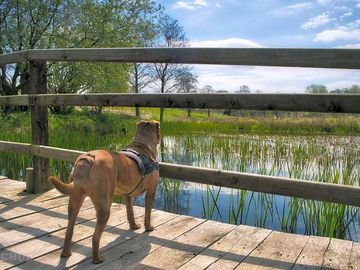 Dog looking out over the lake