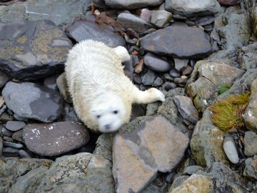 Sanday wildlife