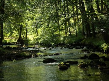 Walk to the stream and have a picnic in the shade