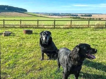 The canine residents