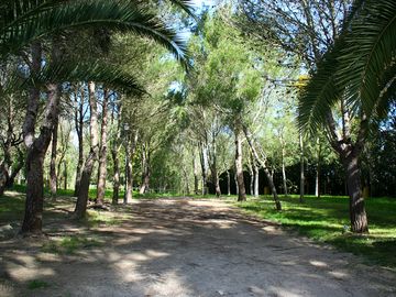 Shaded avenue