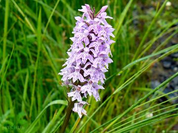 Spotted orchid can be seen june to july