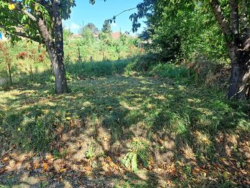 Pitch under the cherry tree