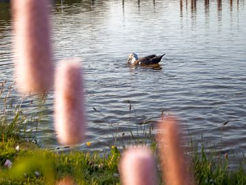 Local wildlife on the lake