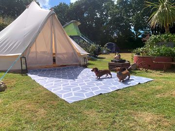 Just 2 small sossiges enjoyjng the wonderful camping experience! 🌭🫶🏽