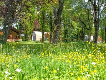 Site filled with wildflowers
