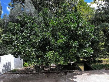 Orange tree