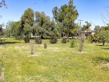 View of the orchard
