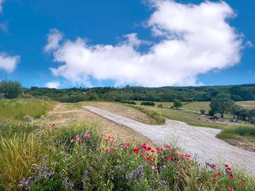 Wild flowers by the pitches