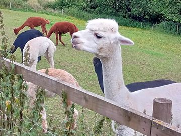 The alpacas