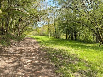 Meadow and woodland