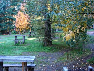 Picnic benches and barbecue area