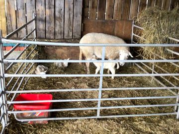 Triplets born 3rd april