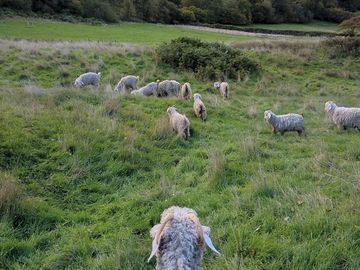 Angora goats on the fibre farm