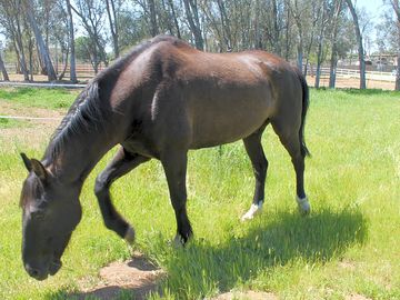 Romeo the horse grazing