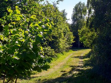 Path around the site