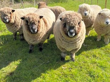 Meet the sheep