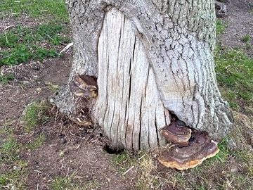 Can you find the fairy house?