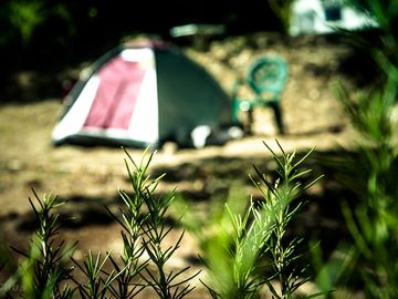 Greenery around the pitches