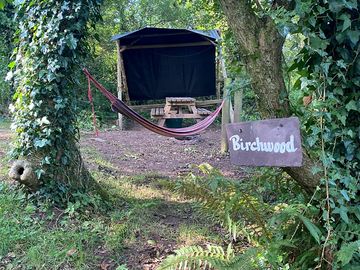 Woodland pitch with shelter
