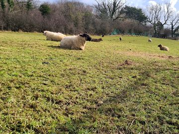 Sheep on the site