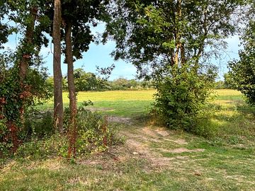 Grass pitches through the trees