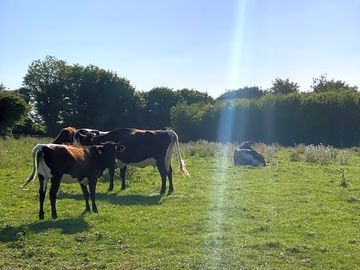 Jeanie's new calves