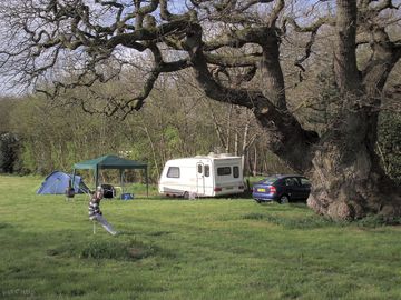 Ancient oak trees