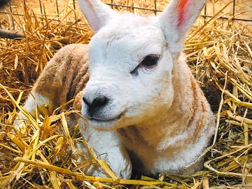 Lambing time