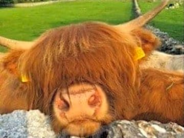 Cattle
