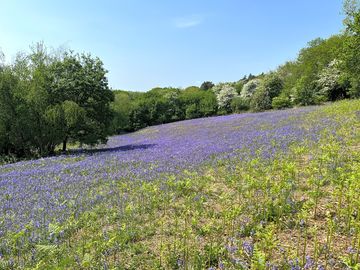 Bluebells on bringsty common in spring, just outside the site gate
