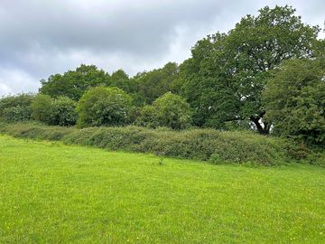 Field sheltered by tall trees
