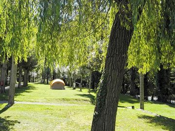 Spacious pitches shaded by trees