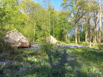 Bell tents in the bluebells